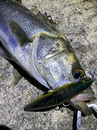 セイゴ（マルスズキ）の釣果