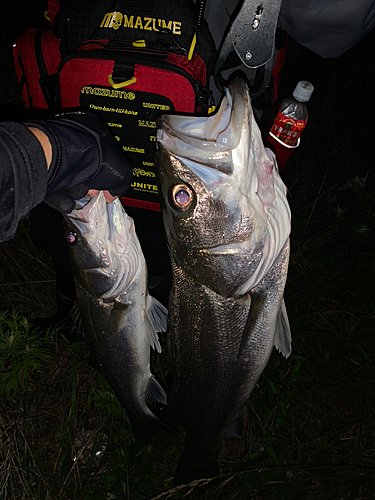 シーバスの釣果