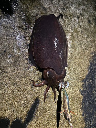 モンゴウイカの釣果