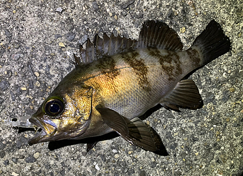 メバルの釣果