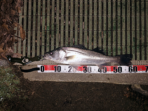 スズキの釣果