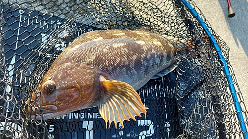 アイナメの釣果