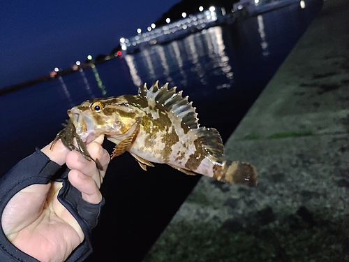 タケノコメバルの釣果