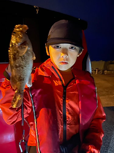 クロソイの釣果