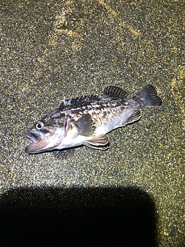 クロソイの釣果