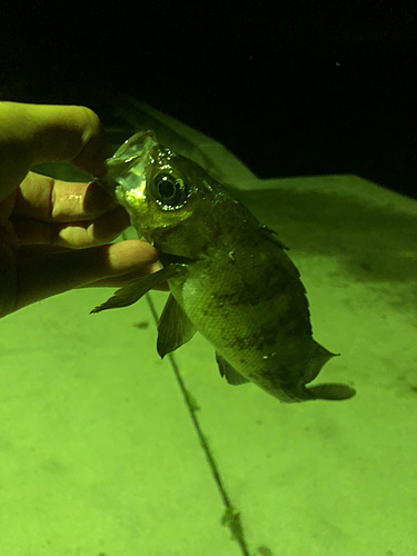 メバルの釣果