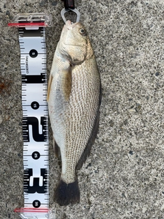 イシモチの釣果