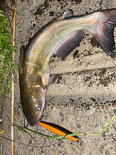 アメリカナマズの釣果