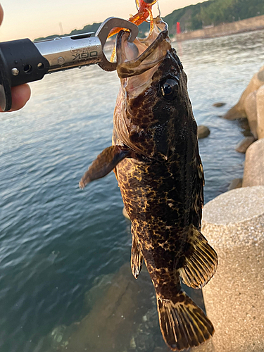 タケノコメバルの釣果