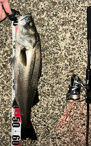 シーバスの釣果