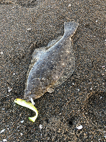 ソゲの釣果