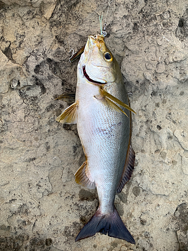 イサキの釣果