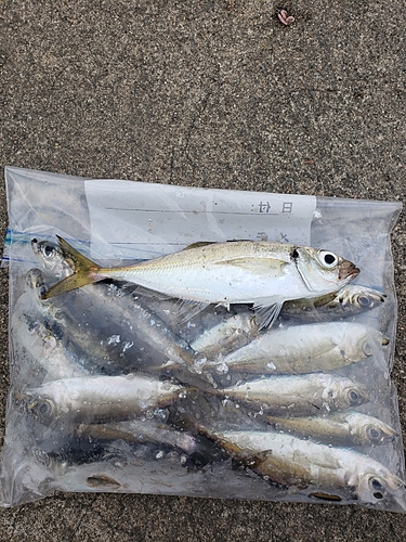 アジの釣果