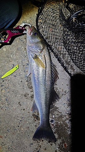 シーバスの釣果