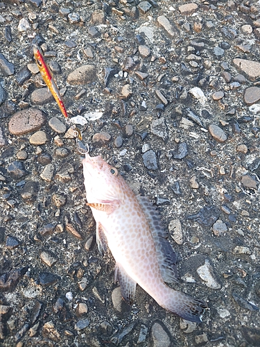 オオモンハタの釣果