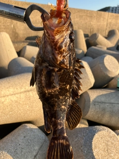 タケノコメバルの釣果