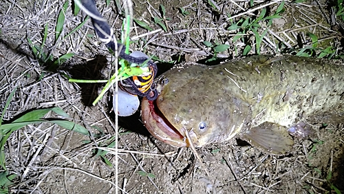 ナマズの釣果