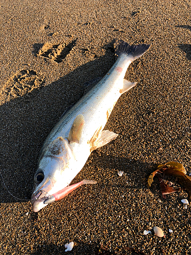 フッコ（マルスズキ）の釣果