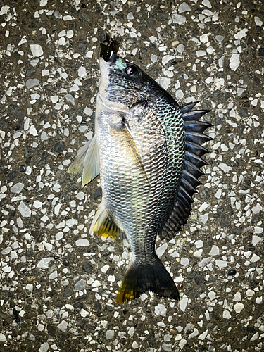 キビレの釣果