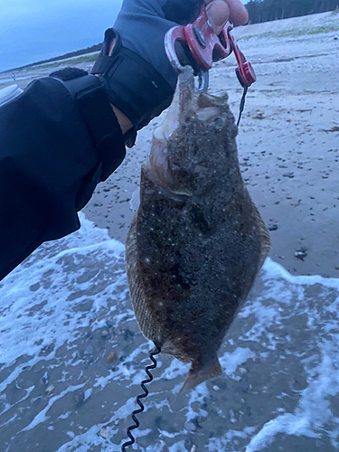 ソゲの釣果