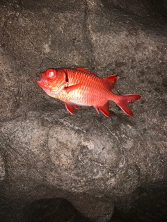 アカマツカサの釣果