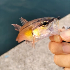 ネンブツダイの釣果