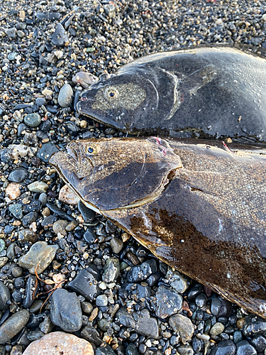 ヒラメの釣果