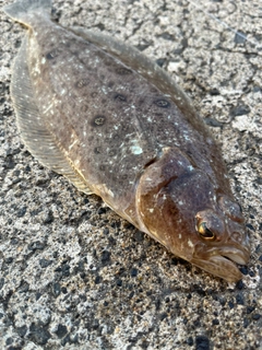 カレイの釣果