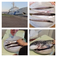 カマスの釣果