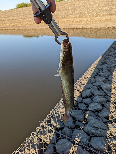 ナマズの釣果