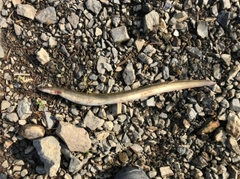 アナゴの釣果