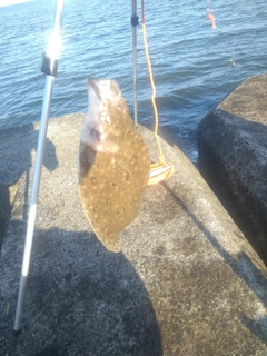 ガンゾウビラメの釣果