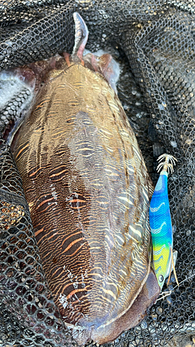 モンゴウイカの釣果