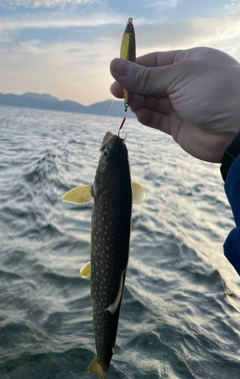 アメマスの釣果