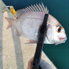 チャリコの釣果