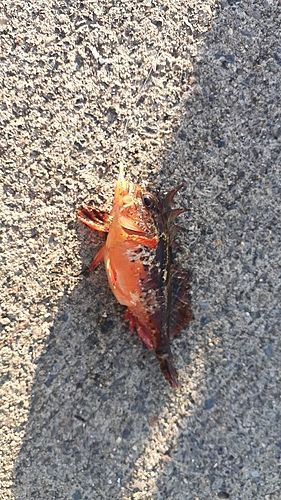 釣果