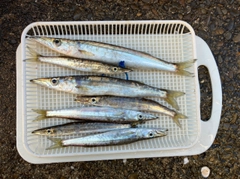 カマスの釣果