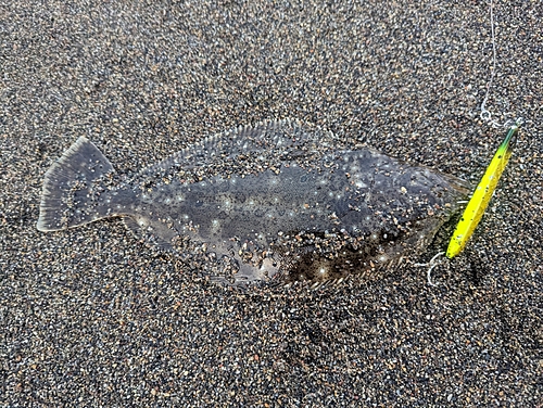 ヒラメの釣果