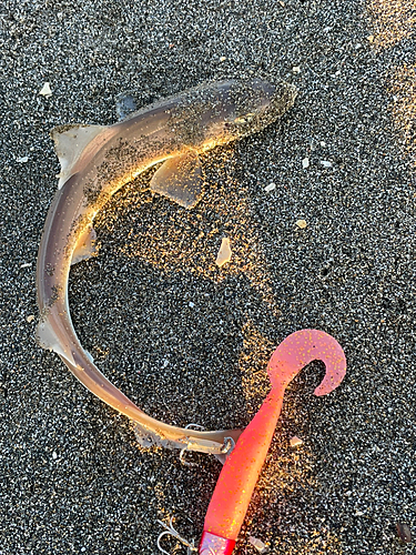 サメの釣果