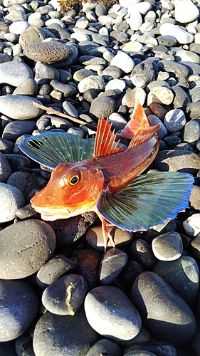 ホウボウの釣果