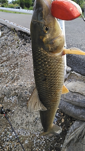 ニゴイの釣果