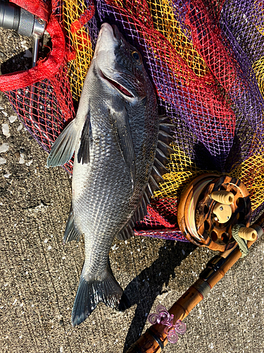 クロダイの釣果