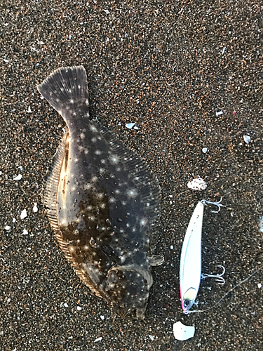 ソゲの釣果