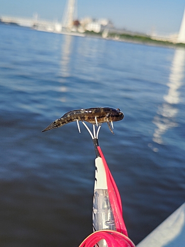 ハゼの釣果