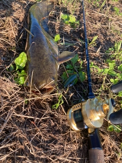 ナマズの釣果