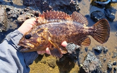 ムラソイの釣果