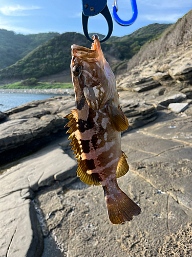 クエの釣果