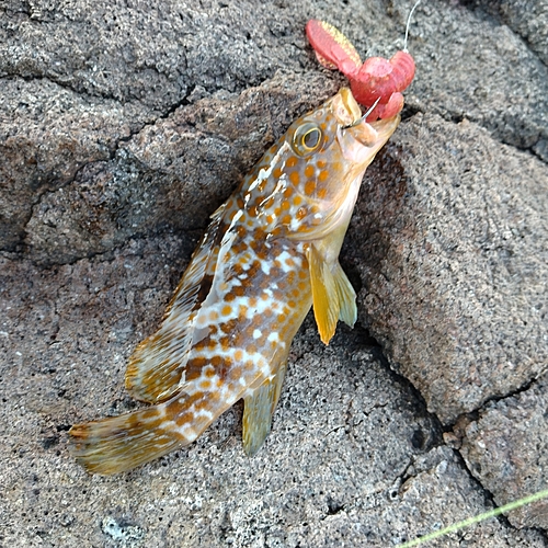 キジハタの釣果