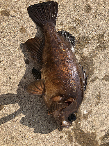 メバルの釣果