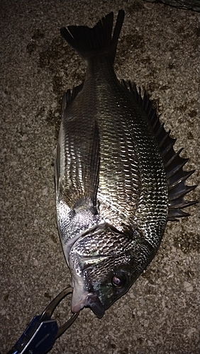 クロダイの釣果